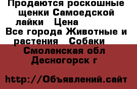 Продаются роскошные щенки Самоедской лайки › Цена ­ 40 000 - Все города Животные и растения » Собаки   . Смоленская обл.,Десногорск г.